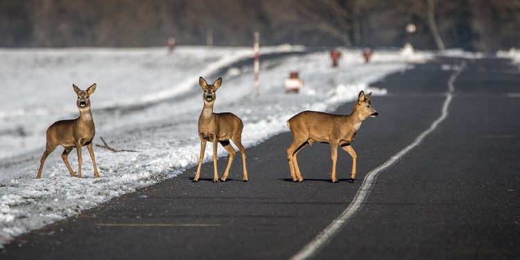 Naukowcy zbadali ryzyko kolizji pociągów z dużymi zwierzętami