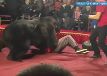 Niedźwiedź zaatakował tresera w cyrku. Na widowni dzieci [WIDEO]