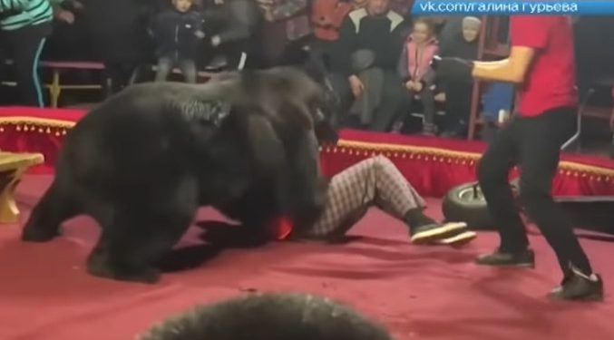 Niedźwiedź zaatakował tresera w cyrku. Na widowni dzieci [WIDEO]