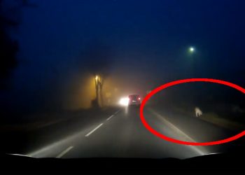 Puma grasuje na Śląsku? Jest nagranie [WIDEO]