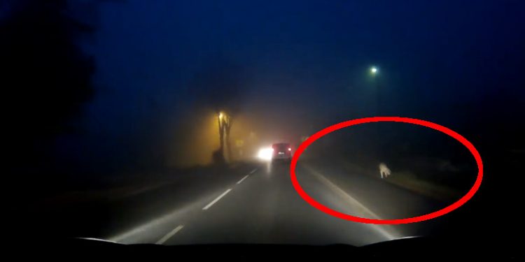 Puma grasuje na Śląsku? Jest nagranie [WIDEO]