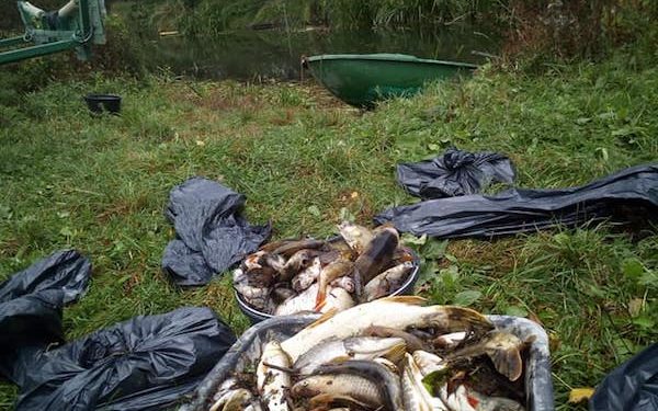 Śnięte ryby i martwe bobry na brzegu. Huczwa została zatruta? [FOTO]