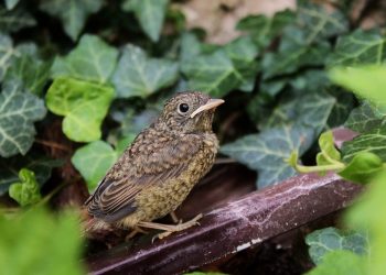 Dlaczego niektóre dzienne ptaki śpiewają również w nocy?