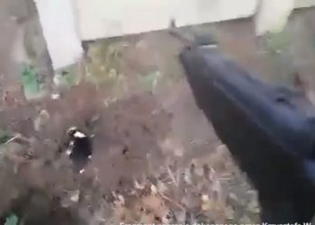 Nastolatek zastrzelił szczeniaki. Namawiał go… 86-latek