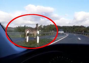Zebra wbiegła na autostradę w Niemczech. Doszło do kolizji