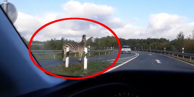 Zebra wbiegła na autostradę w Niemczech. Doszło do kolizji