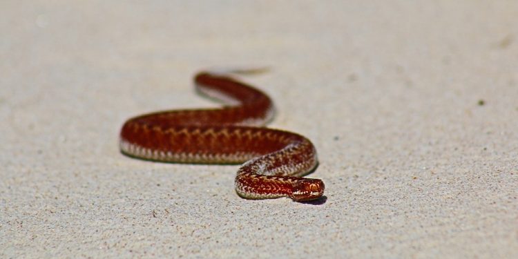 Mazowieckie: W lesie odkryto dwugłową żmiję