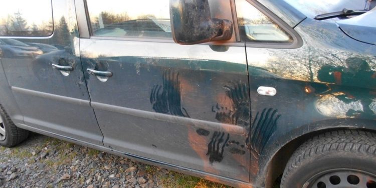 Ślady niedźwiedzich łap na karoserii samochodu. Eksperci ostrzegają