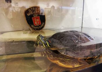 Łowił ryby nad Wisłą. Niespodziewanie podszedł do niego… żółw