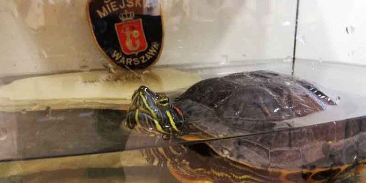 Łowił ryby nad Wisłą. Niespodziewanie podszedł do niego… żółw