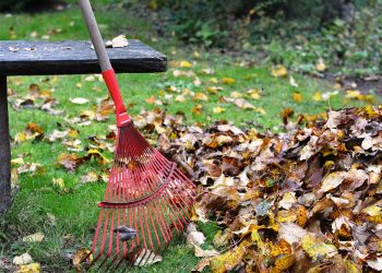 Grabienie liści jest potrzebne? Ekspert wyjaśnia