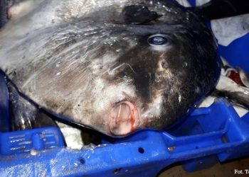 W Bałtyku pojawiła się egzotyczna ryba. Uwaga, jest trująca! [FOTO]