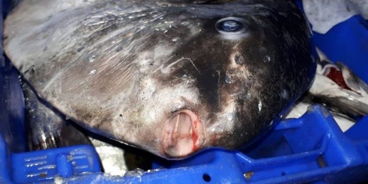 W Bałtyku pojawiła się egzotyczna ryba. Uwaga, jest trująca! [FOTO]