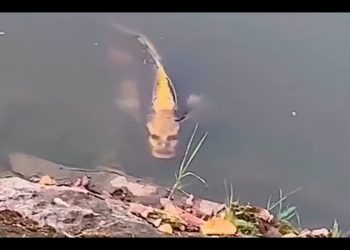 Ryba z ludzką twarzą? Niezwykłe nagranie podbija sieć [WIDEO]