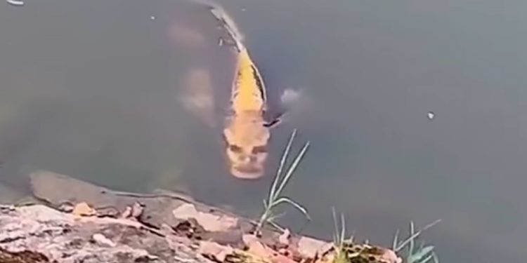 Ryba z ludzką twarzą? Niezwykłe nagranie podbija sieć [WIDEO]