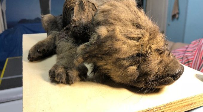 Zamarznięty szczeniak sprzed 18 tys. lat! Znaleźli go na Syberii