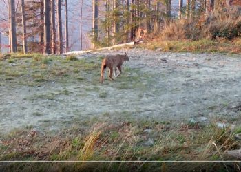 Nagrali rysie w Beskidzie Żywieckim. „Ewenement” [WIDEO]
