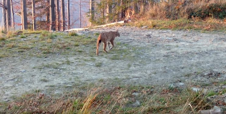 Nagrali rysie w Beskidzie Żywieckim. „Ewenement” [WIDEO]