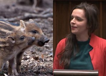 Jachira: „W czym ludzie są lepsi od dzików?” Uczestnik posiedzenia: „Czemu pani tu siedzi? Do lasu!” [WIDEO]