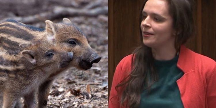 Jachira: „W czym ludzie są lepsi od dzików?” Uczestnik posiedzenia: „Czemu pani tu siedzi? Do lasu!” [WIDEO]