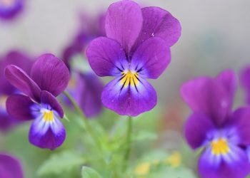 Fiołki kwitną w grudniu wskutek anomalii klimatu