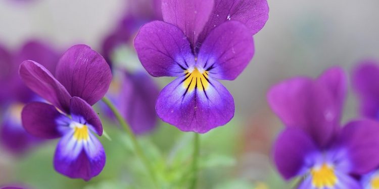 Fiołki kwitną w grudniu wskutek anomalii klimatu
