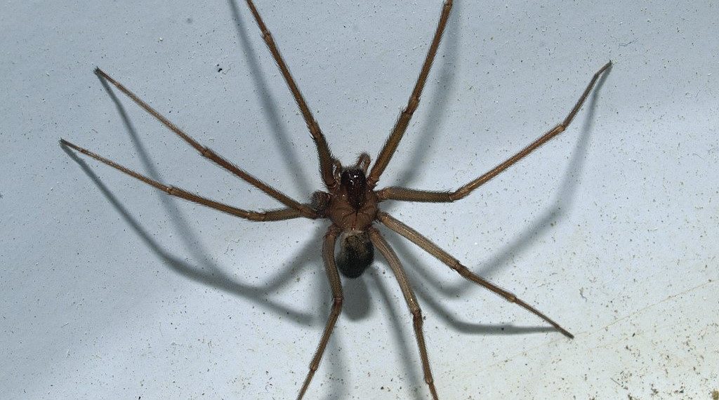 Odkryto nowy gatunek jadowitego pająka. Ukrywa się w pościeli i meblach