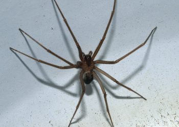 Odkryto nowy gatunek jadowitego pająka. Ukrywa się w pościeli i meblach