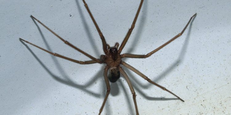 Odkryto nowy gatunek jadowitego pająka. Ukrywa się w pościeli i meblach