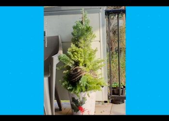 Wokół jej choinki owinął się… trzymetrowy pyton. Kobieta przeżyła szok [WIDEO]