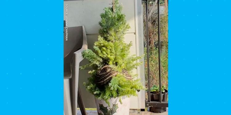 Wokół jej choinki owinął się… trzymetrowy pyton. Kobieta przeżyła szok [WIDEO]