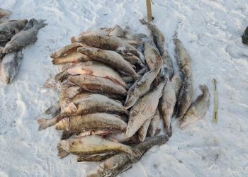 Zamość. Kłusownicy w nocy wyłowili pół tony ryb! Wpadli [FOTO]