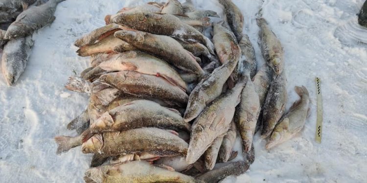 Zamość. Kłusownicy w nocy wyłowili pół tony ryb! Wpadli [FOTO]