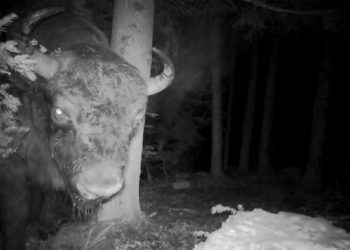 Leśna kamera zarejestrowała niecodzienne zachowanie żubra. Król puszczy „przeglądał się”?