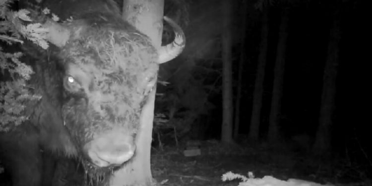 Leśna kamera zarejestrowała niecodzienne zachowanie żubra. Król puszczy „przeglądał się”?