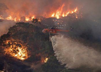 Australia: Natura odradza się po pożarach. Niezwykłe zdjęcia! [FOTO]