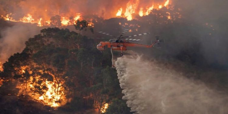 Australia: Natura odradza się po pożarach. Niezwykłe zdjęcia! [FOTO]