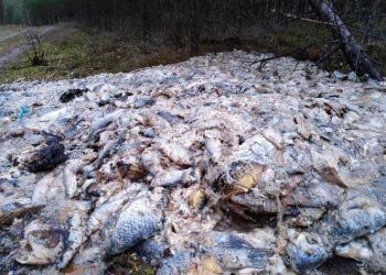 700 kg ryb i wnętrzności porzucone w lesie. „Brak nam słów” [FOTO]