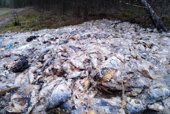 700 kg ryb i wnętrzności porzucone w lesie. „Brak nam słów” [FOTO]