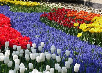 Holandia zmieniła nazwę kraju z powodu… skojarzeń
