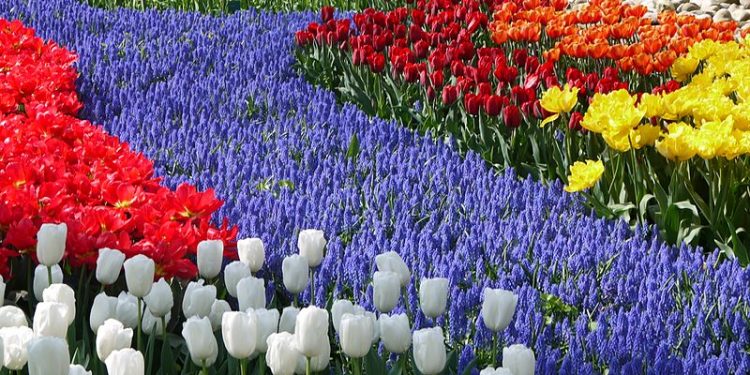 Holandia zmieniła nazwę kraju z powodu… skojarzeń