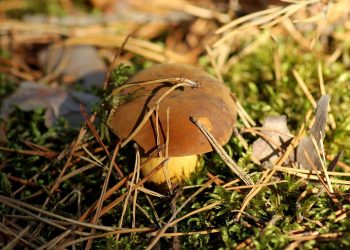 Połowa stycznia a grzybiarze znajdują nawet borowiki! Zdjęcia trafiły do sieci [FOTO]