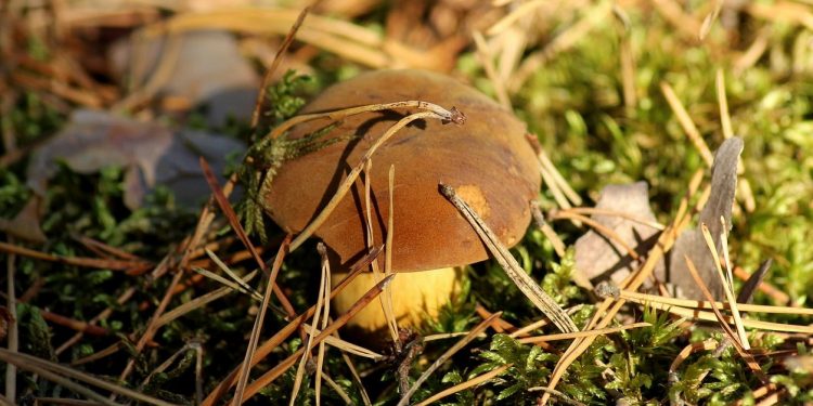 Połowa stycznia a grzybiarze znajdują nawet borowiki! Zdjęcia trafiły do sieci [FOTO]