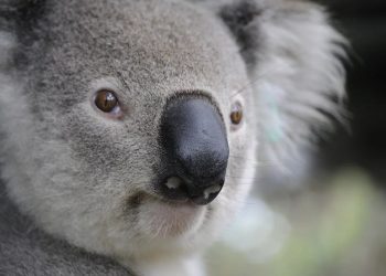 Klimatolog: ocieplenie sprawiło, że gaszenie pożarów leśnych, takich jak w Australii, jest trudniejsze