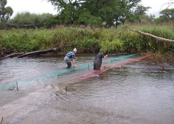 Tona martwych ryb leżała na przepuście. Kłusownicy znowu w akcji