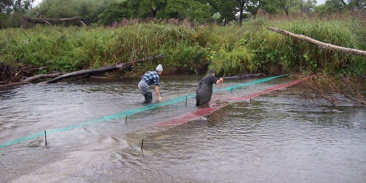 Tona martwych ryb leżała na przepuście. Kłusownicy znowu w akcji