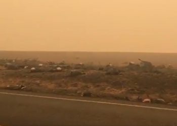 Pożary w Australii. Martwe kangury na wstrząsających nagraniach [WIDEO]