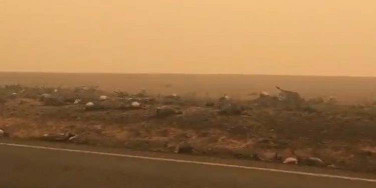 Pożary w Australii. Martwe kangury na wstrząsających nagraniach [WIDEO]