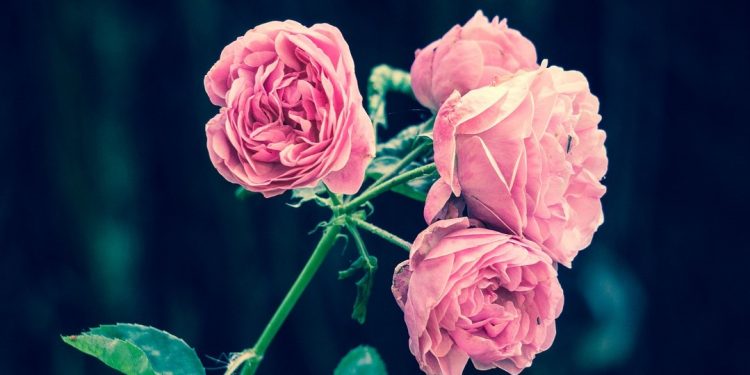 Szaleństwo pogodowe. W Warszawie zakwitły róże! „Jak żyję, nie pamiętam” [FOTO]