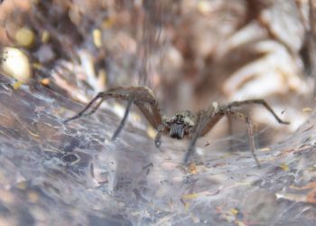 Przed Australią kolejny problem. To inwazja śmiertelnie jadowitych pająków [WIDEO]